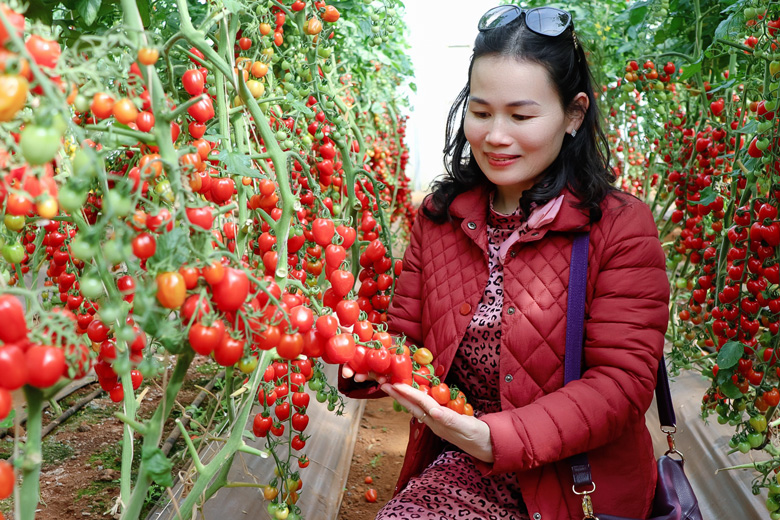 Lâm Đồng: Tiềm năng lớn để phát triển du lịch canh nông